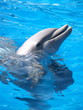 Dauphins 2