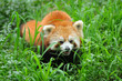 Photo en ligne au meilleur prix Curious red panda