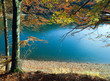 Autumn tree and Synevir lake