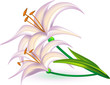 Lilium