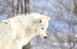 loup blanc