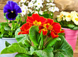 Frühling