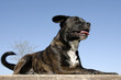 staffordshire terrier staffordshire terrier