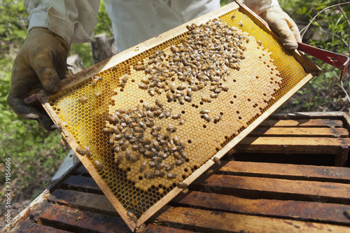 Photo: Beekeeper checking the honeycomb Beekeeper checking the honeycomb