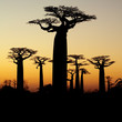 baobab sunset silhouette