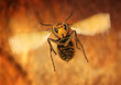 hornet attack hornet attack