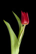 red tulip isolated on black