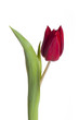 red tulip isolated on white