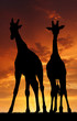 Two giraffes in sunset