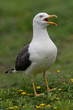 Lesser Black-backed Gull