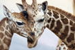 Foto: Giraffes Giraffes
