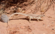 Couple of Desert Iguanas