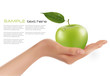 Green ripe apple in a hand  Vector