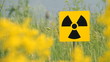 Field of a yellow grass.Radioactivity Sign.