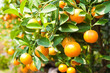 Orange on tree