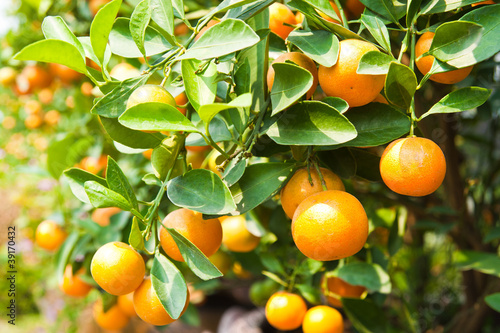 Photo: Orange on tree Orange on tree
