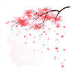 Sakura watercolour