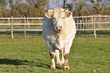 taureau blanc