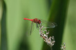 ruddy darter dragonfly Sympetrum sanguineum