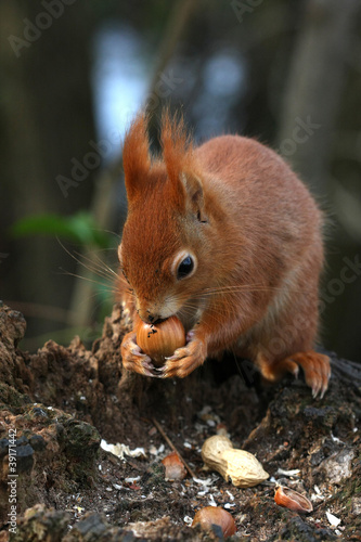 Photo: red squirrel Sciurus vulgaris red squirrel Sciurus vulgaris