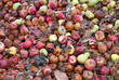 Rotten apples
