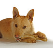 Jack Russel Terrier mit einem Hundeknochen