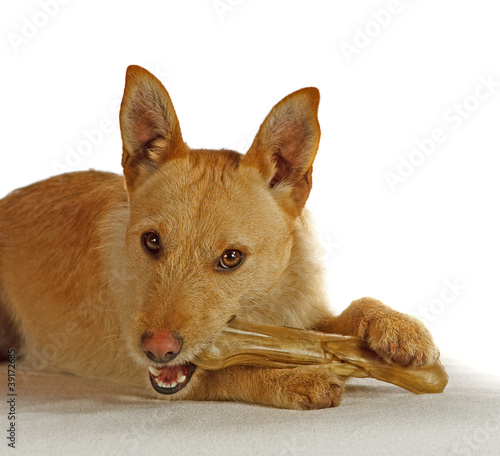 Photo: Jack Russel Terrier mit einem Hundeknochen Jack Russel Terrier mit einem Hundeknochen