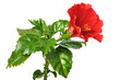 China Rose