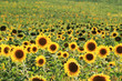 Sunflowers field