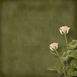 Vintage old postcard for congratulation with roses