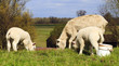 Mother and two young lambs
