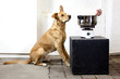 Hund kocht Knochen