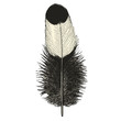 plume