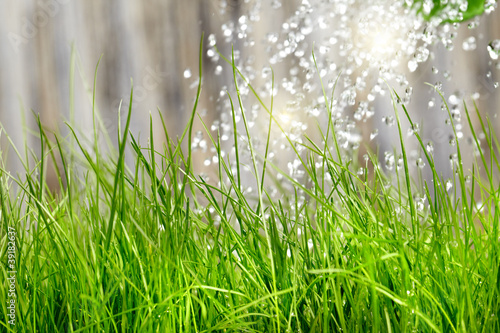 Photo: Watering can on the garden close up shoot Watering can on the garden close up shoot