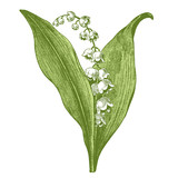 Muguet (convallaria majalis)