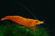 Foto: neocaridina heteropoda sakura orange neocaridina heteropoda sakura orange
