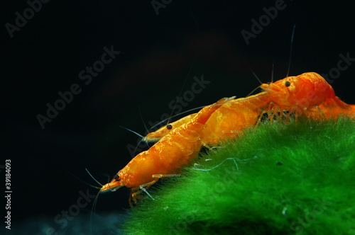Foto: neocaridina heteropoda sakura orange neocaridina heteropoda sakura orange