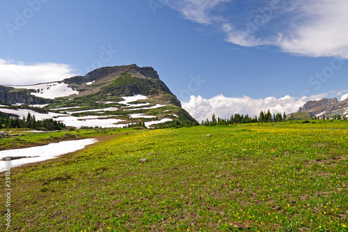 Photo: High Alpine Meadow in the Summer High Alpine Meadow in the Summer