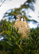 American Kestrel