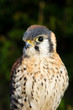 American Kestrel close-up (portrait)