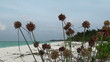 wild beach with white coral sand and thorns