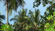 tropic rainforest