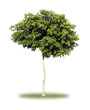Foto: Baum Baum