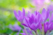 サフランの花