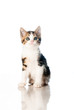 Kitten isolated on white backdrop