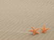 Two Starfish on the Beach with Windswept Sand Ripples Two Starfish on the Beach with Windswept Sand Ripples