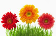 Three bright camomiles and green grass are isolated on the white Three bright camomiles and green grass are isolated on the white