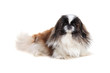 Photo: Pekinese Pekinese