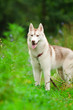 husky