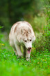 husky